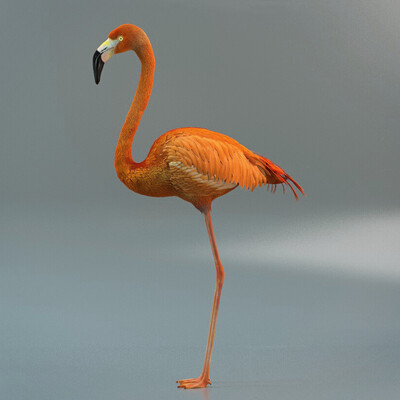 Flamingo for shot in a commercial.