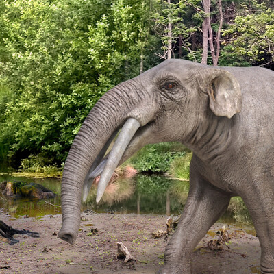 Gomphotherium atavus
