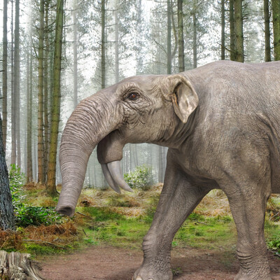 Deinotherium