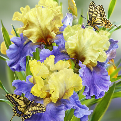 Butterfly's dream