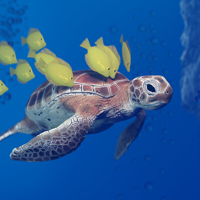 Sea turtle and zebrasome