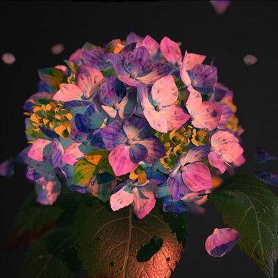 Hydrangea