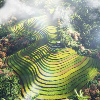 Rice Terraces Vietnam