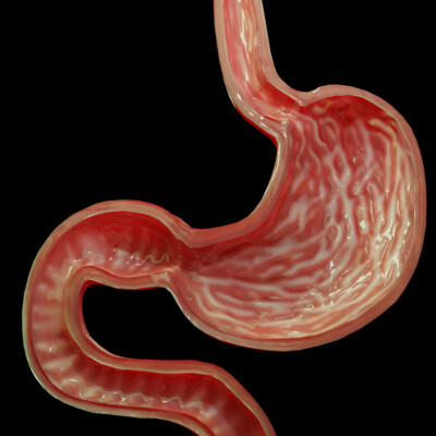 Stomach