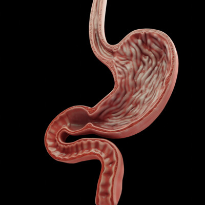 Sculpt Human Stomach