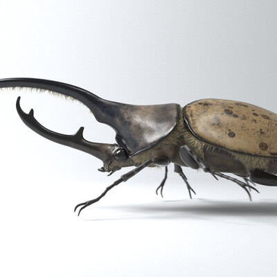 Hercules Beetle