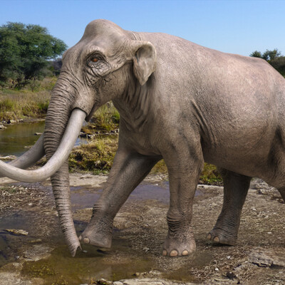 Mammuthus columbi