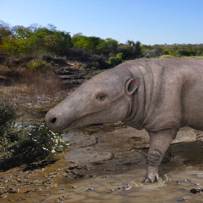 Anthracotherium magnum