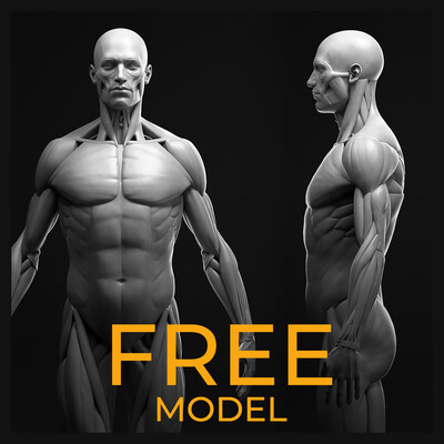 Male Anatomy Study