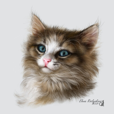 Котики