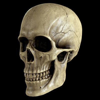 Skull study
