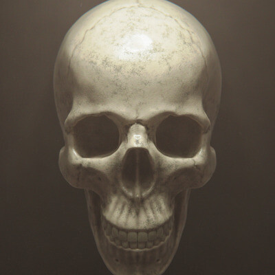 Anatomy Skull Study