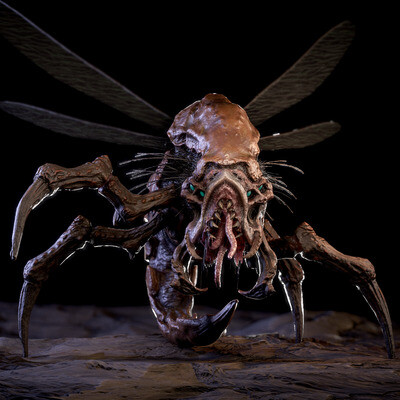 Arachnocoris