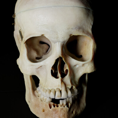 Human Skull Anatomy Study