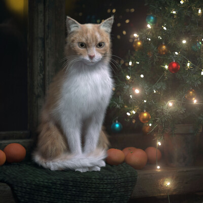 Кот. Новогодний кот