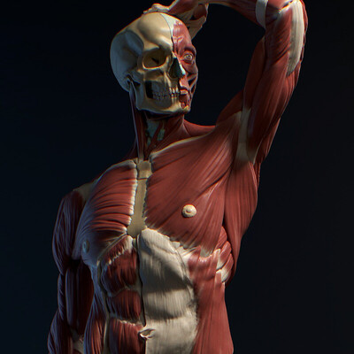 Ecorche
