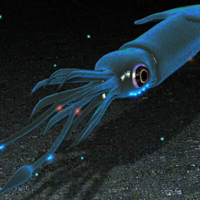 lycoteuthis
