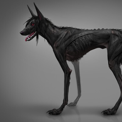 Black dog