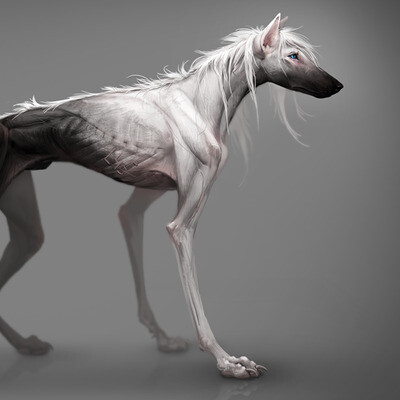 The white dog