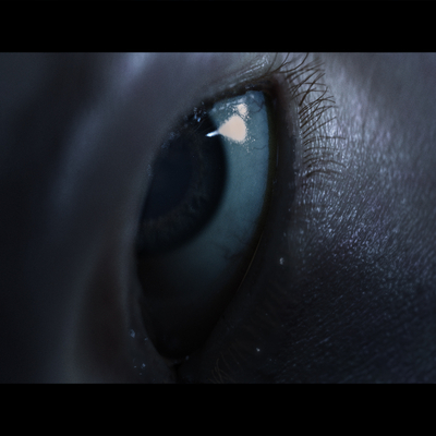Elden Ring Eye shot  self study