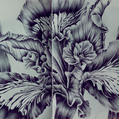 Iris