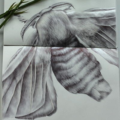Silkworm