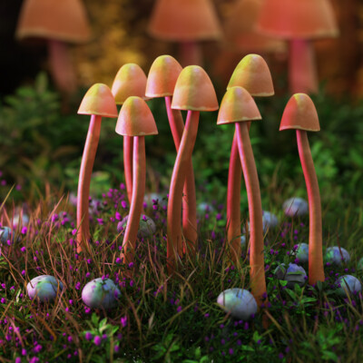 Magic mushrooms 3