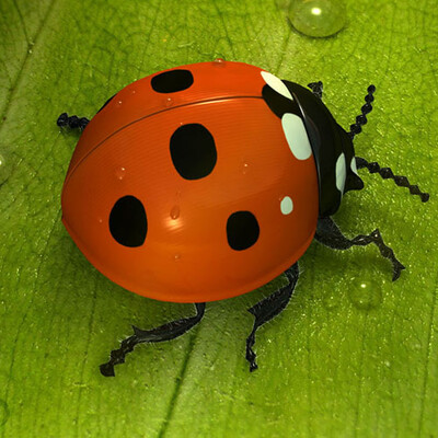LadyBird