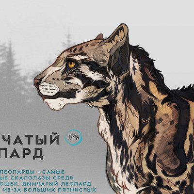 Дымчатый леопард