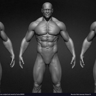 Muscular Male Anatomy 3D Character sculpted by Yacine BRINIS
