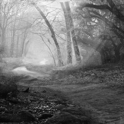 Road in the forest
