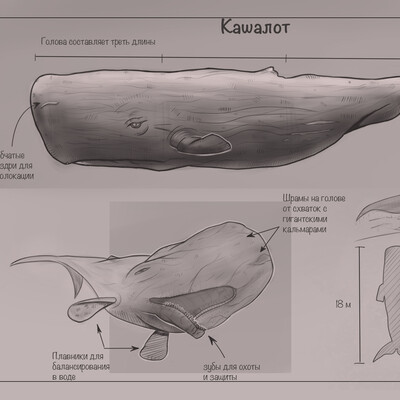 Кит Кашалот