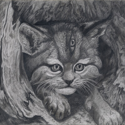 Котенок с другой планеты