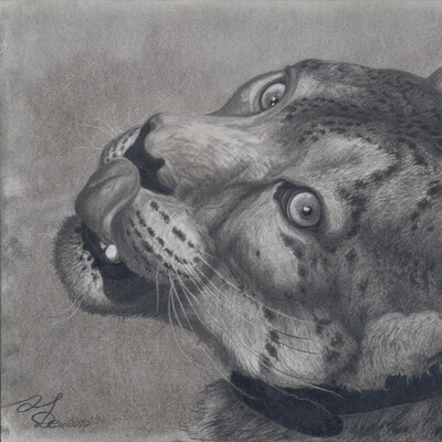 Кот в ошейнике