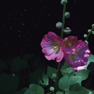 Night flowers
