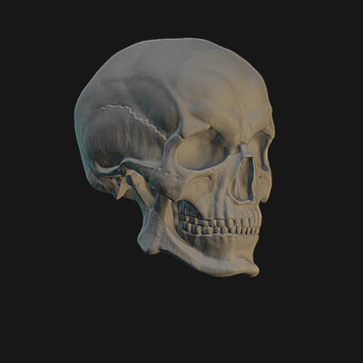 Scull by Natalia Yakovleva