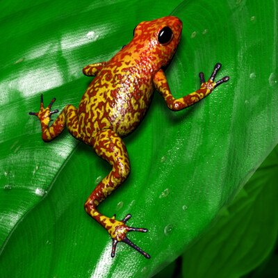 Poison Arrow Frogs