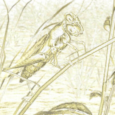 Grasshopper