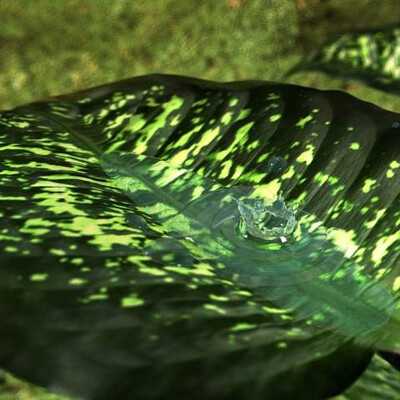 Water Drop
