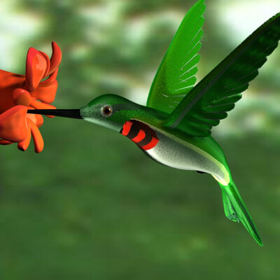 Hummingbird