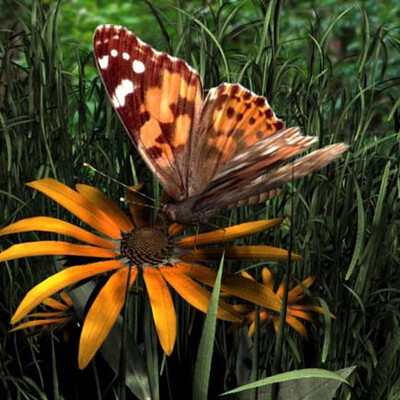 Butterfly (вариант 2)