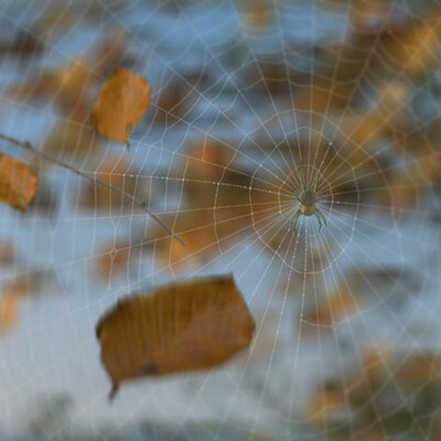 Spider