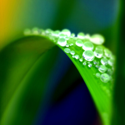 grass