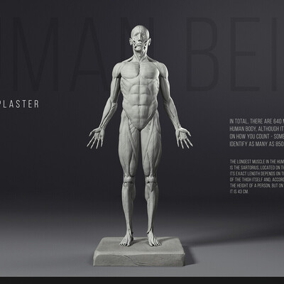 Human being. Perfection in plaster.