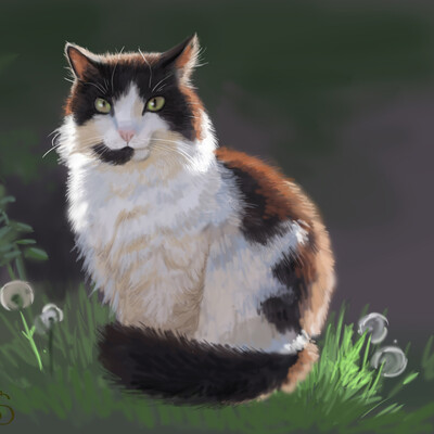 кот