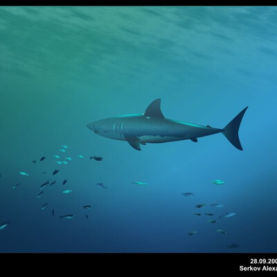 Shark