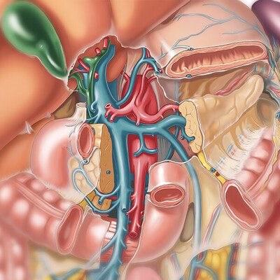 Anatomy posters