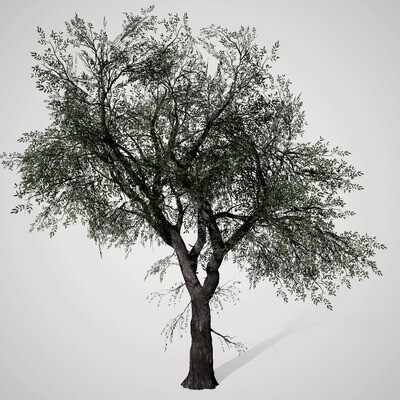Silver Willow