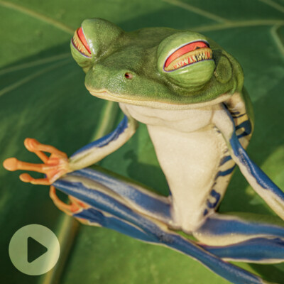 Agalychnis callidryas meditates