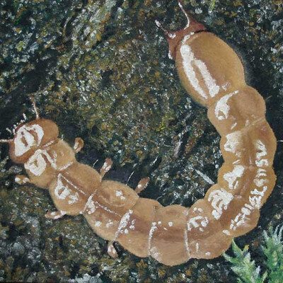 Огнецветка богряная (Pyrochroa coccinea)